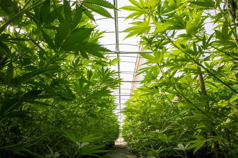 The Growth of Cannabis Smells and Related Concerns The Growth of Cannabis Smells and Related Concerns